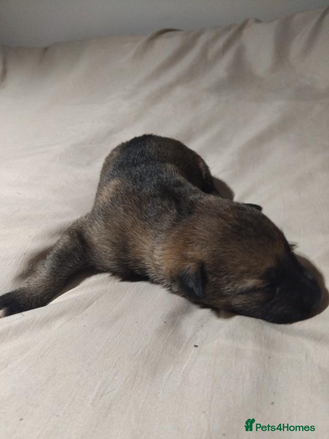 German Shepherd dogs for sale: German shepherd puppy’s kennel club registered  - Advert 40
