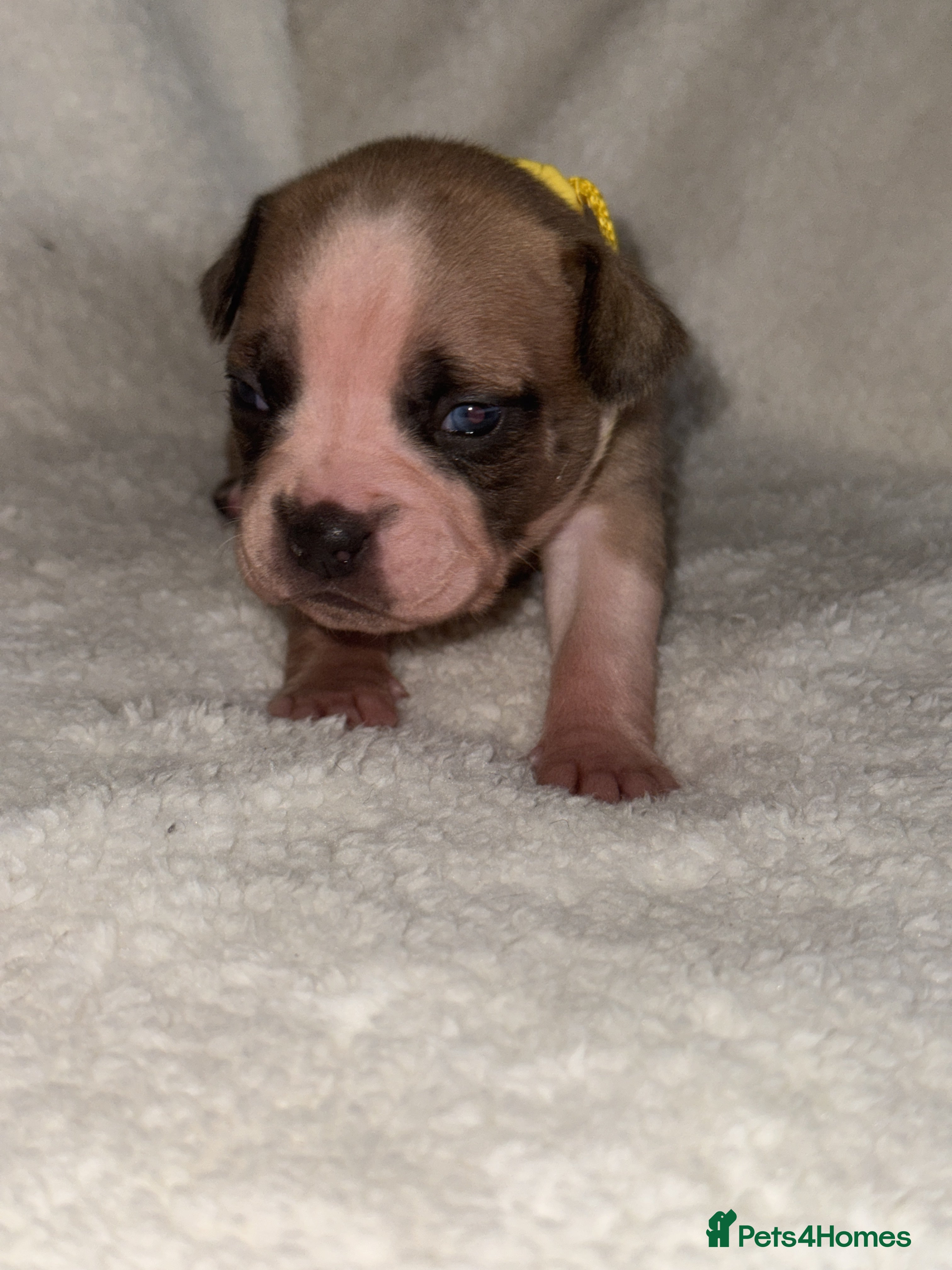 Mixed Breed dogs Fraffy puppies (staffy x french bulldog) - Advert 3