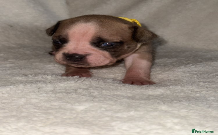 Mixed Breed dogs - Advert 2