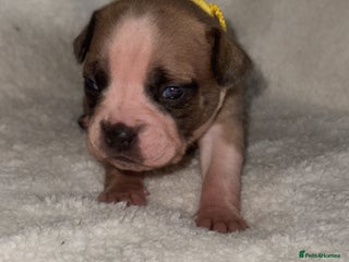 Mixed Breed dogs Fraffy puppies (staffy x french bulldog) - Advert 12