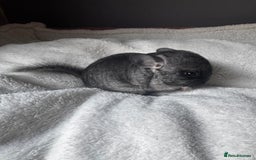 Chinchilla rodents for sale: 1 Grey Male Baby Chinchilla For Sale  - Image 3