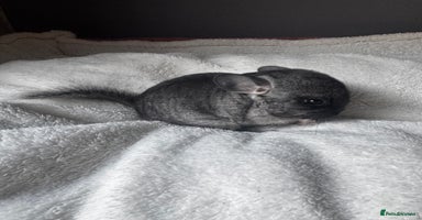 Chinchilla rodents - Advert 9