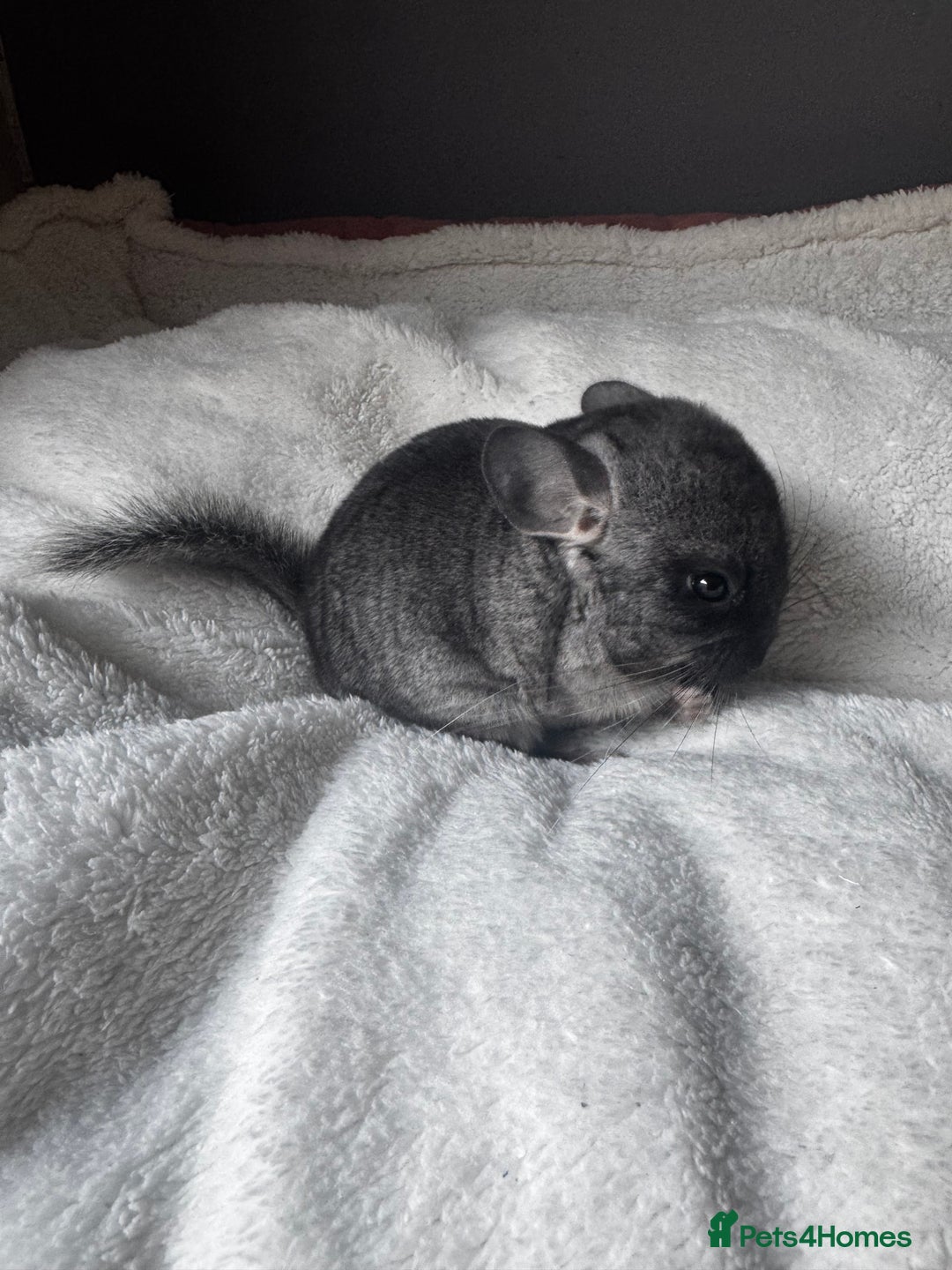 Chinchilla rodents for sale: 1 Grey Male Baby Chinchilla For Sale  - Image 3