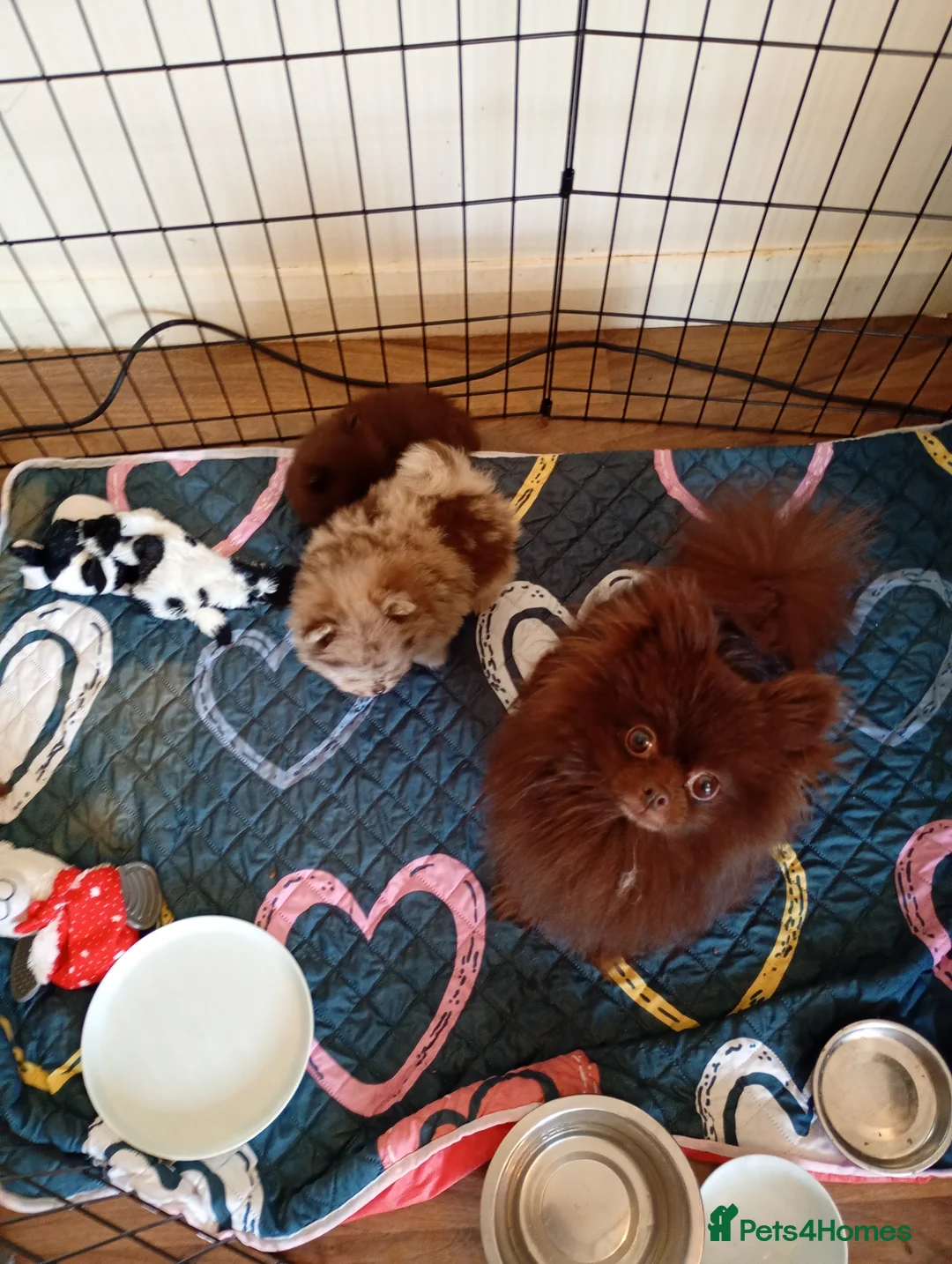 Pomeranian dogs for sale: Perfect Pomeranian Puppies  in Tipton - Advert 12