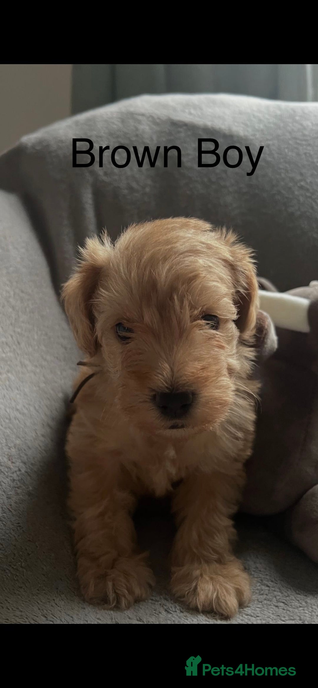 Mixed Breed dogs for sale: Gorgeous Homebred Schnoodle Puppies  - Image 2