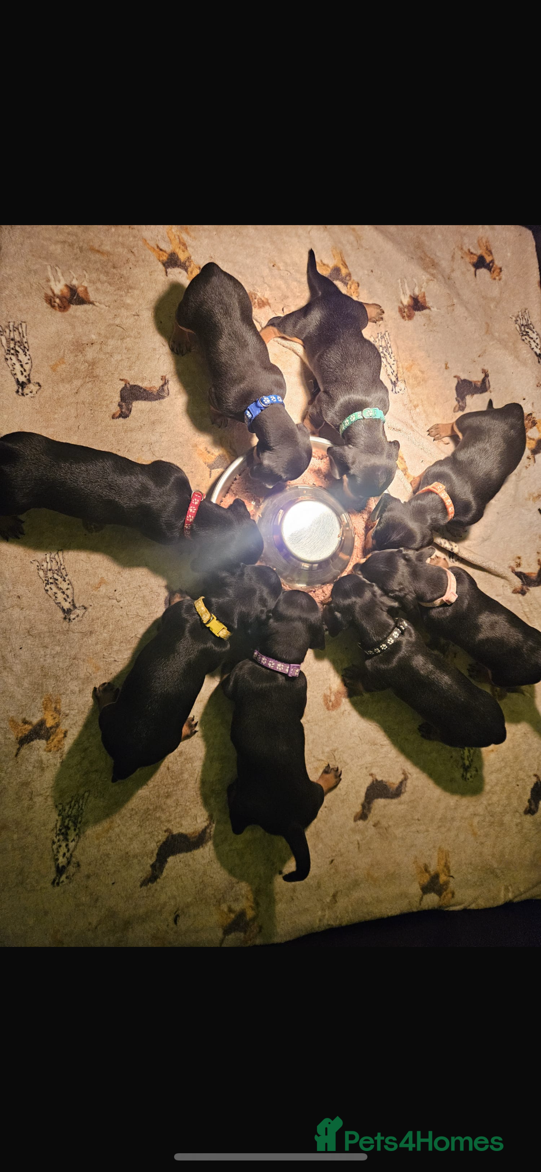 Dachshund dogs for sale: Black and Tan dachshund pups  - Advert 1