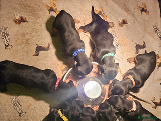 Dachshund dogs Black and Tan dachshund pups - Advert 4