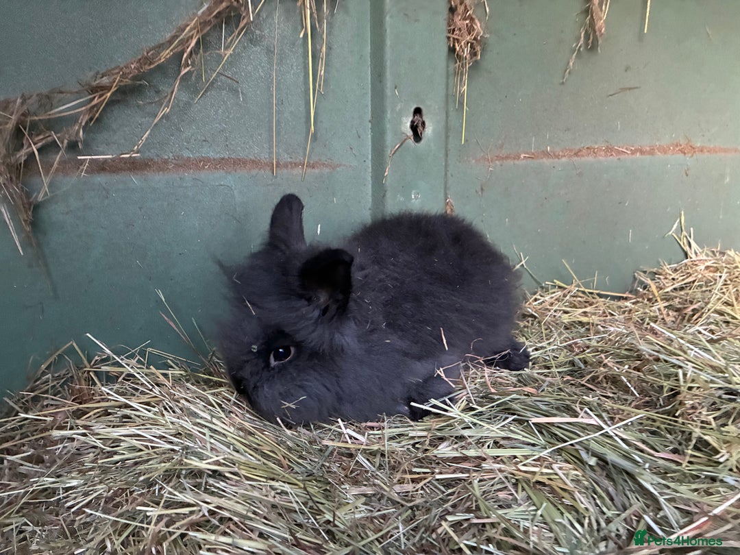 Lionhead rabbits for sale: Last 2 lionhead baby boys - Advert 19