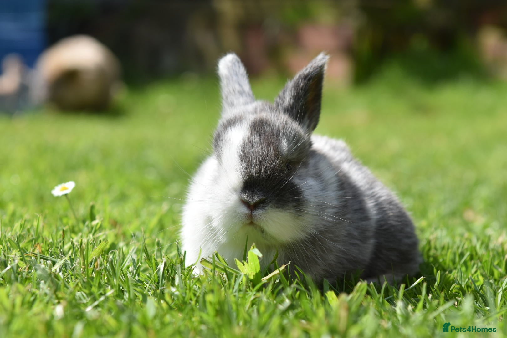 Lionhead rabbits for sale: Baby Lionhead x Lops Looking For New Home - Advert 5