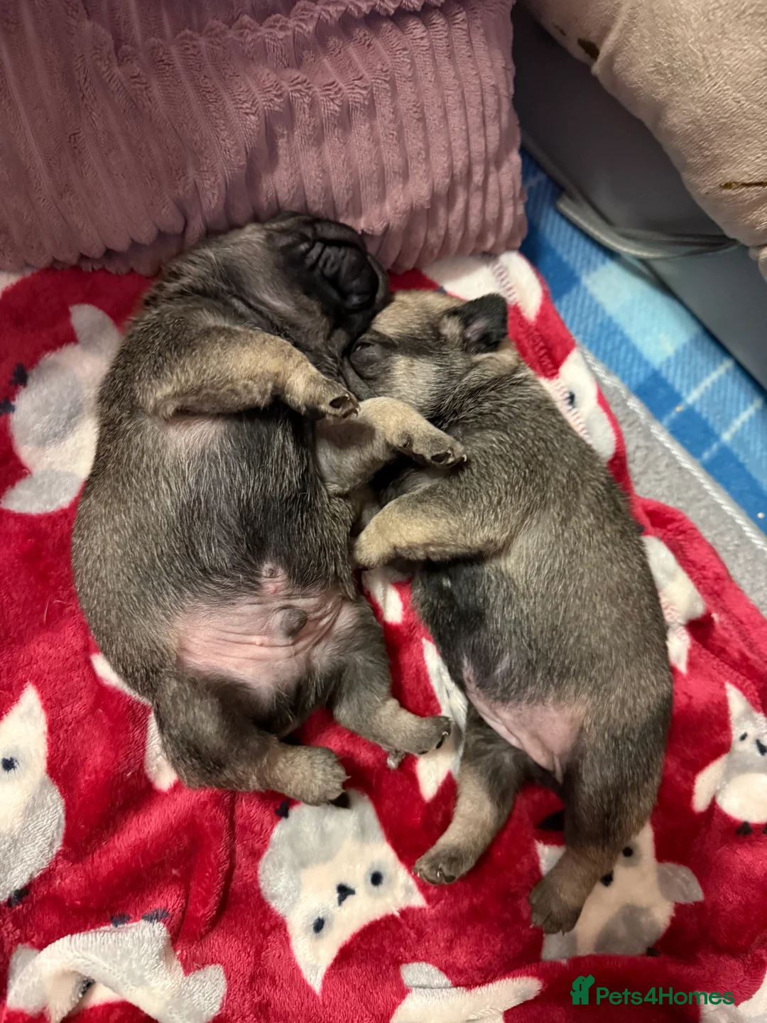 Pug dogs for sale: Pug puppies for sale  - Advert 12