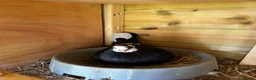 Pigeons birds for sale: Quality pigeons for sale  - Advert 5