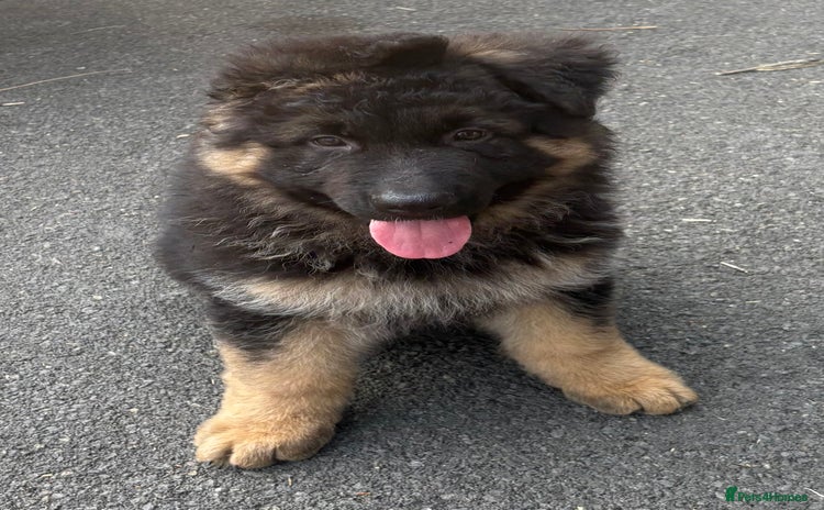 German Shepherd dogs - Advert 1