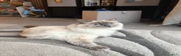 Ragdoll cats for sale: Beautiful Female Ragdoll For Sale - Advert 3