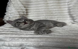 British Shorthair cats for sale: OUTSTANDING GCCF + HEALTH TESTED BSH + BLH KITTENS - Image 19