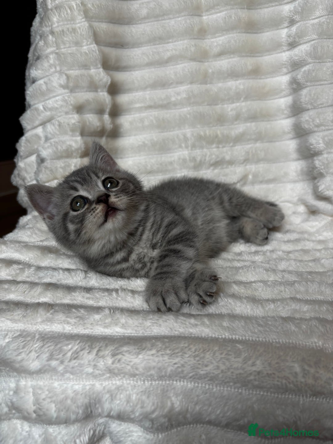 British Shorthair cats for sale: OUTSTANDING GCCF + HEALTH TESTED BSH + BLH KITTENS - Image 19