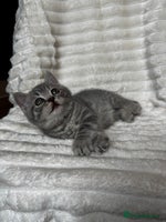 British Shorthair cats - Advert 7