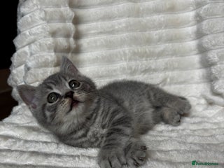 British Shorthair cats - Advert 3