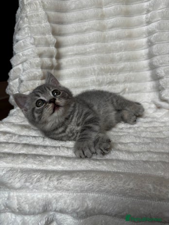 British Shorthair cats - Advert 4