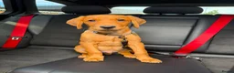 Labrador Retriever dogs for sale: Red fox Labrador  - Advert 6