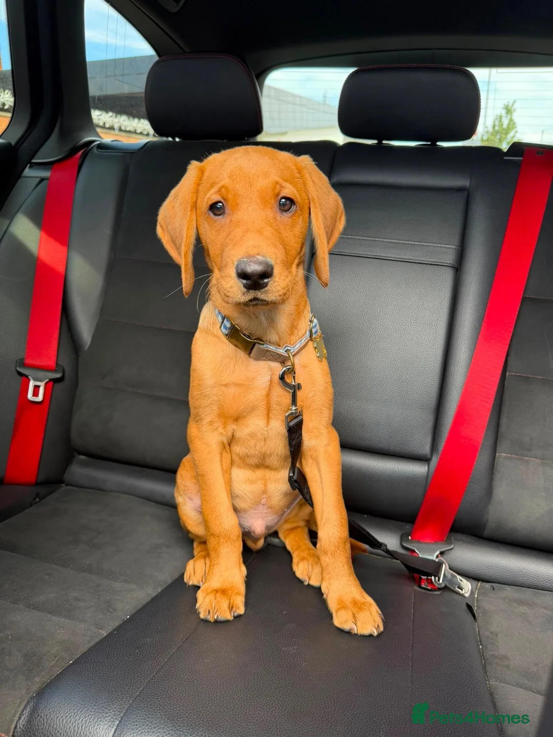 Labrador Retriever dogs for sale: Red fox Labrador  - Advert 6