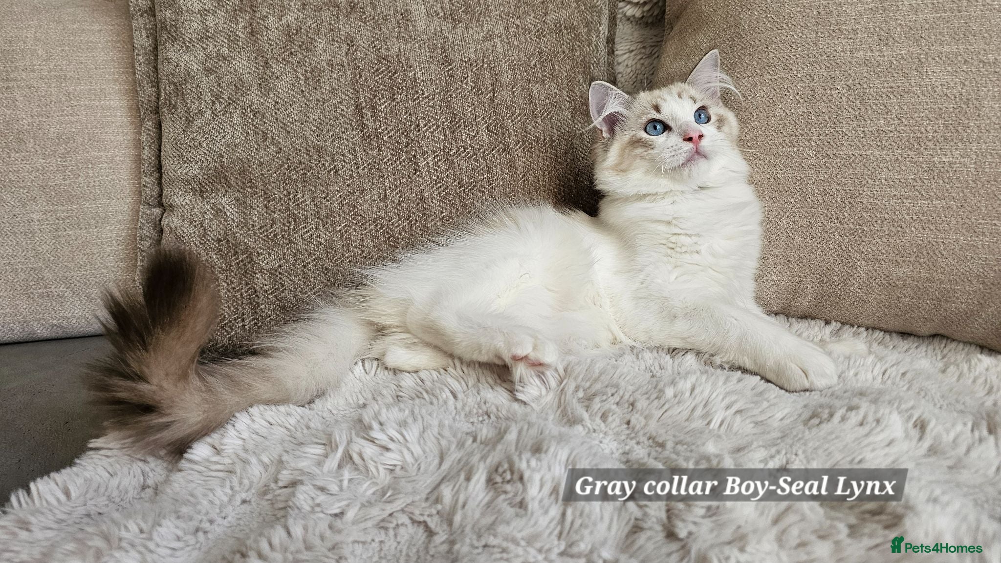 Ragdoll cats RAGDOLLS BOYS ONLY 2 LEFT - Advert 1