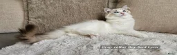 Ragdoll cats for sale: RAGDOLLS BOYS ONLY 2 LEFT - Advert 1