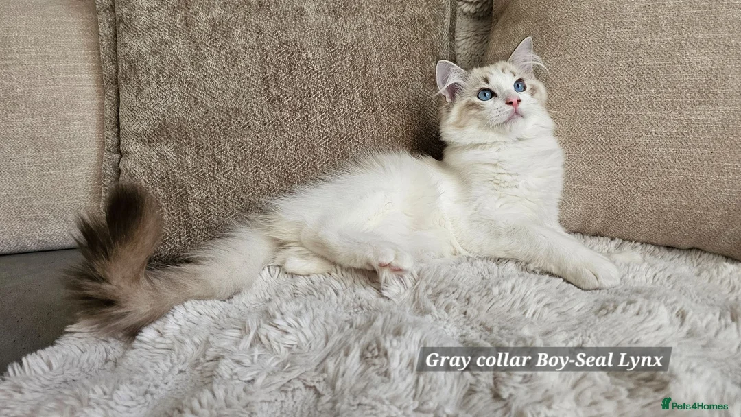 Ragdoll cats for sale: RAGDOLLS BOYS ONLY 2 LEFT - Advert 1