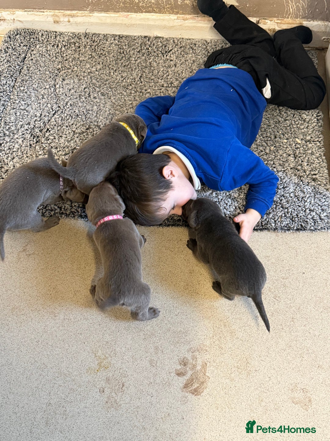 Labrador Retriever dogs for sale: Stunning silver / charcoal puppies - Image 6