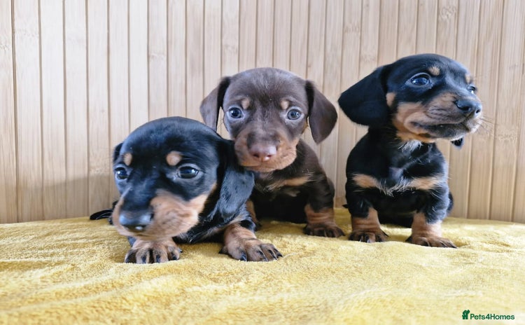 Miniature Dachshund dogs - Advert 1