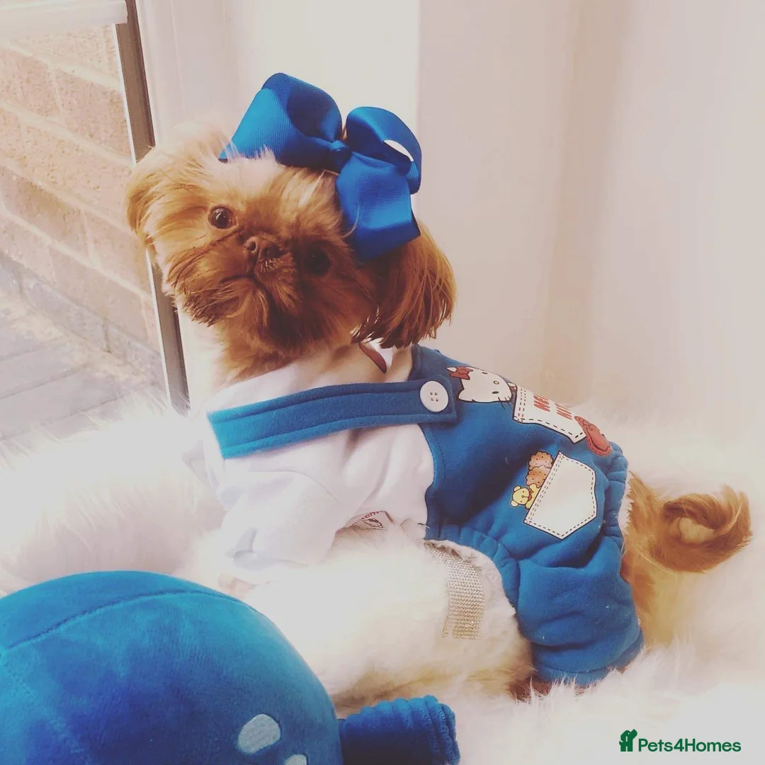 Shih Tzu dogs for stud: Tiger orange imperial shih tzu  in Basildon - Advert 6