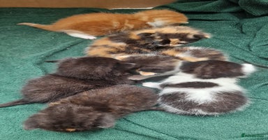 Mixed Breed cats - Advert 15