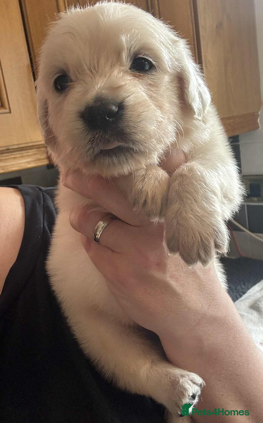 Golden Retriever dogs for sale: Stunning KC Golden Retriever puppies - Image 19