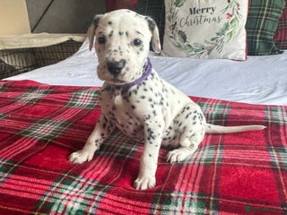 Dalmatian dogs PEDIGREE Dalmatian Puppies ready by 19th December - Advert 1