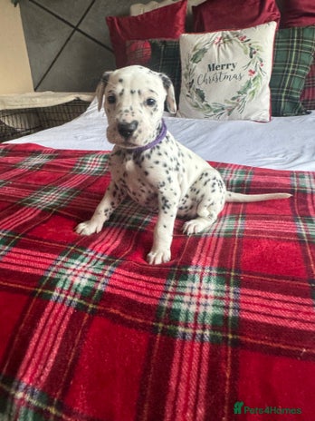 Dalmatian dogs PEDIGREE Dalmatian Puppies ready by 19th December - Advert 3