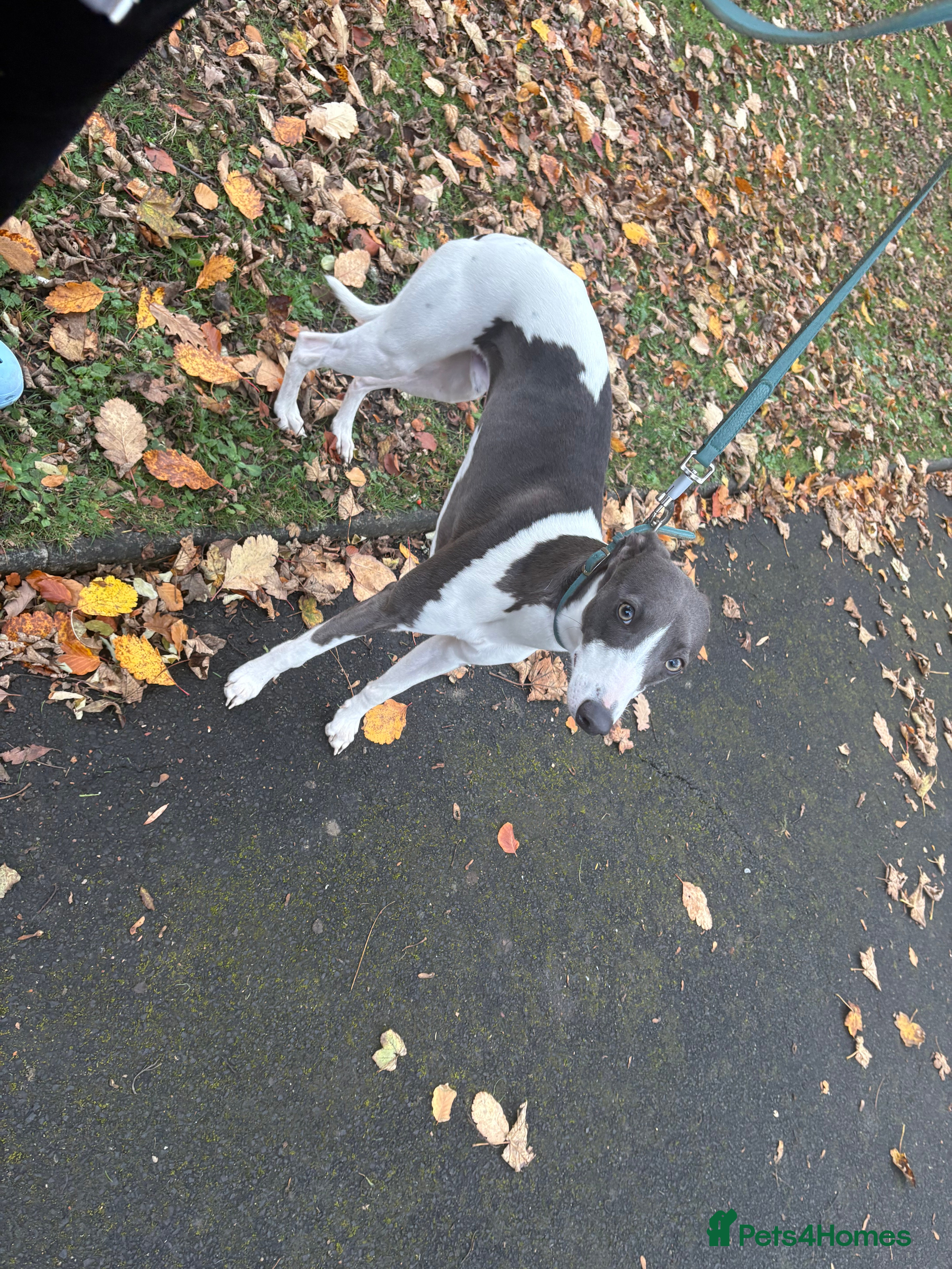 Whippet dogs Available for stud  - Advert 2