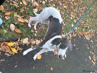 Whippet dogs Available for stud - Advert 2