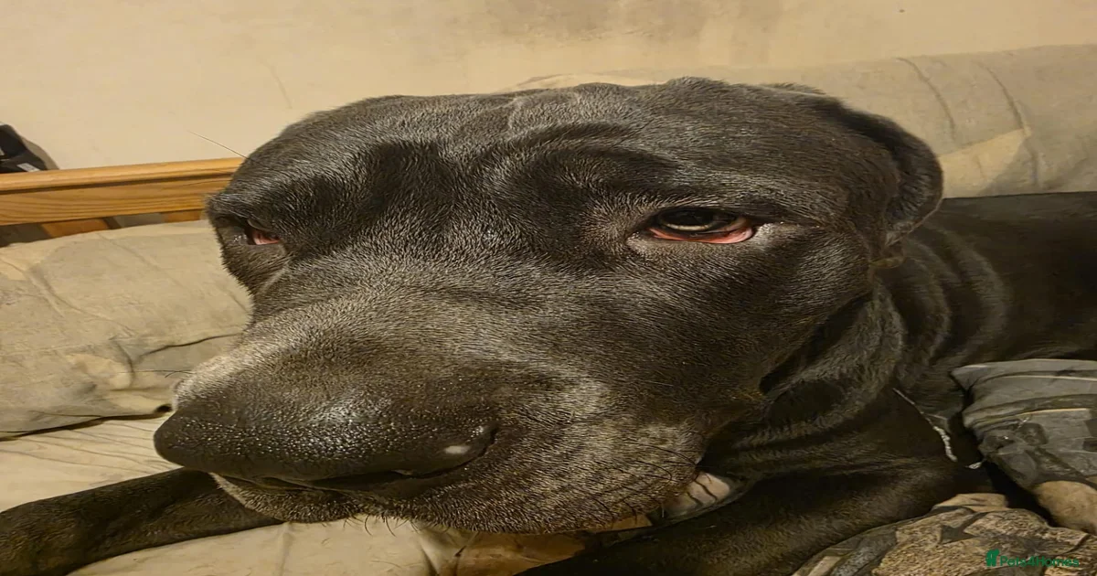 Neapolitan Mastiff Puppies for sale in Haverhill, Suffolk | Pets4Homes