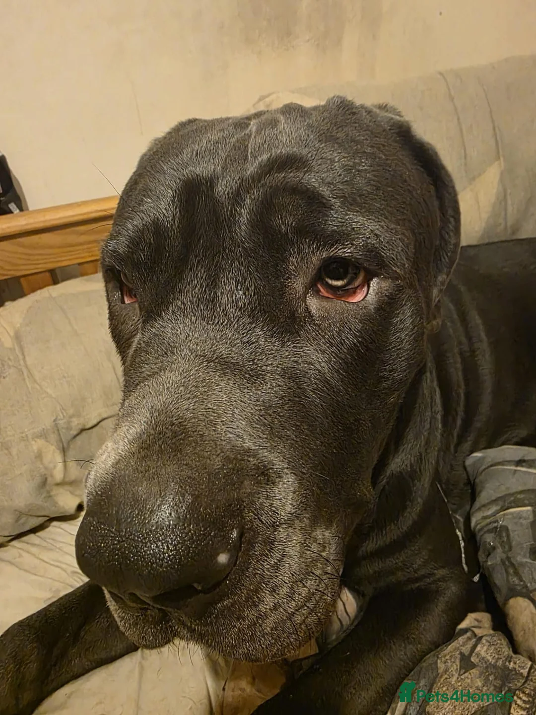 Neapolitan Mastiff dogs for sale: Neapolitan mastiff  **  - Advert 1