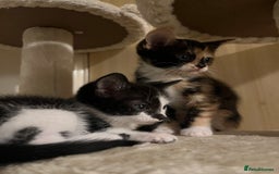 Mixed Breed cats for sale: Beautiful kittens ready for new loving homes  - Advert 15