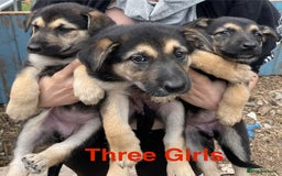 Mixed Breed dogs for sale: Belgium Malinois/ German Shepherd - Image 6