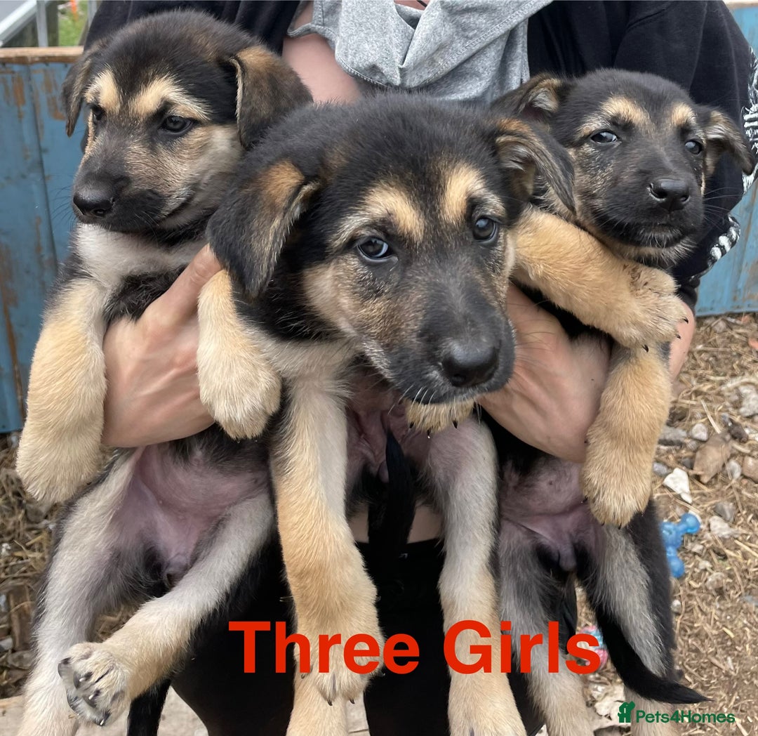 Mixed Breed dogs for sale: Belgium Malinois/ German Shepherd - Image 6