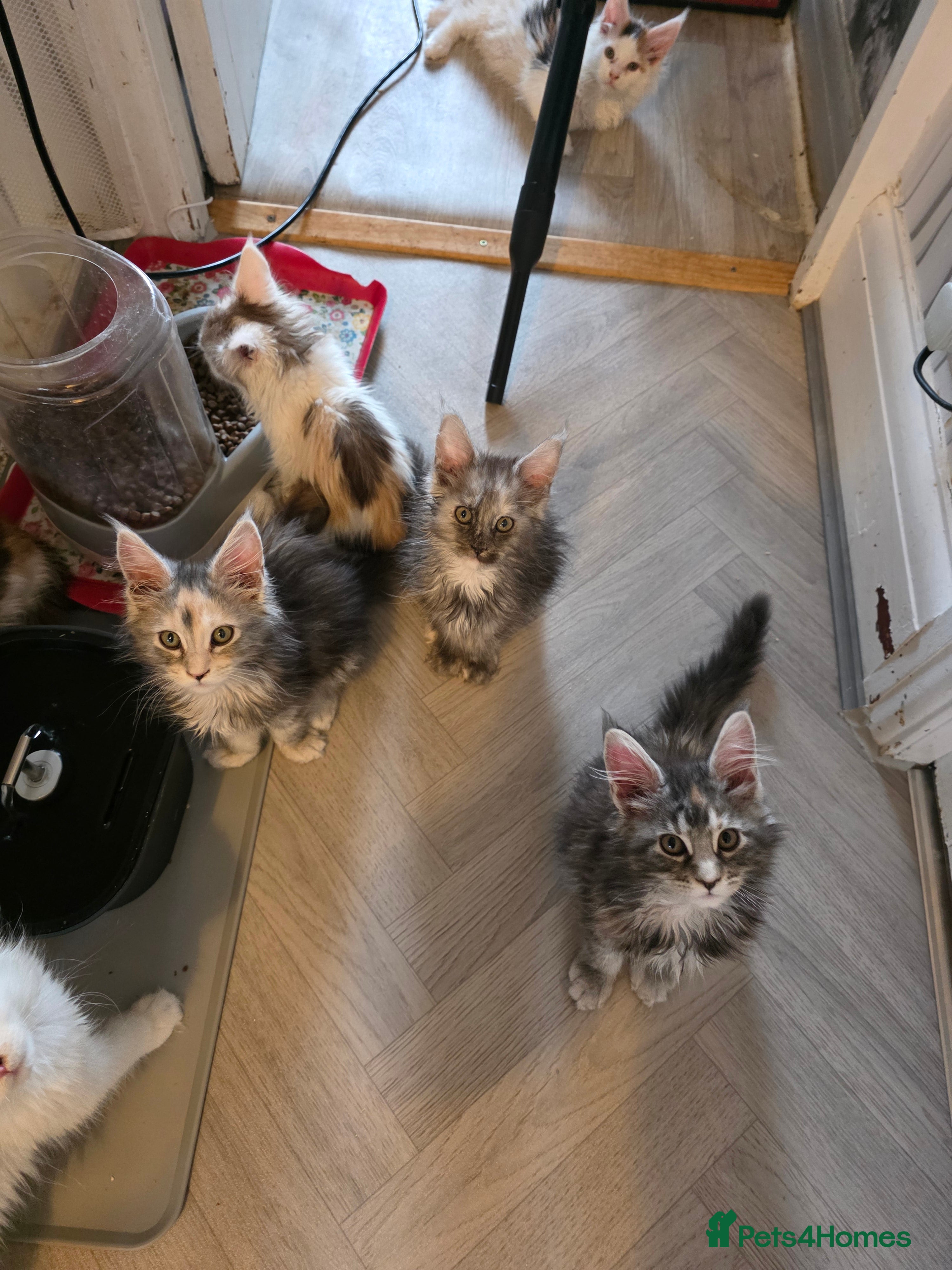 Maine Coon cats STUNNING MAINE COON KITTENS  - Advert 14