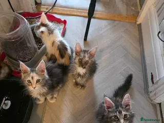 Maine Coon cats STUNNING MAINE COON KITTENS - Advert 14