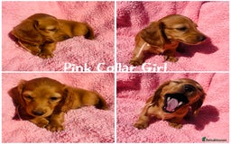 Miniature Dachshund dogs for sale: ⭐️Last two⭐️Long Hair KC Reg miniature Dashunds  - Image 4