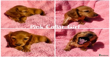 Miniature Dachshund dogs - Advert 4