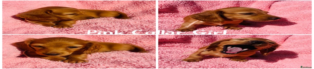 Miniature Dachshund Puppy 6