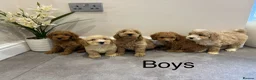 Coton De Tulear dogs for sale: COTON NOODLES puppies ready now  - Advert 6