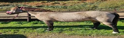 Welsh Section C horses for sale: Cuddles - Best family saught for this super boy  - Advert 1
