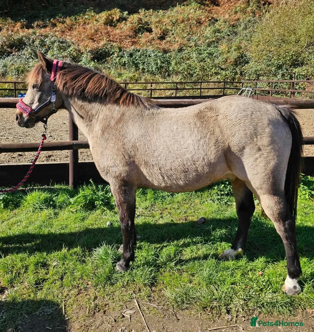 Welsh Section C horses for sale: Cuddles - Best family saught for this super boy  - Advert 1