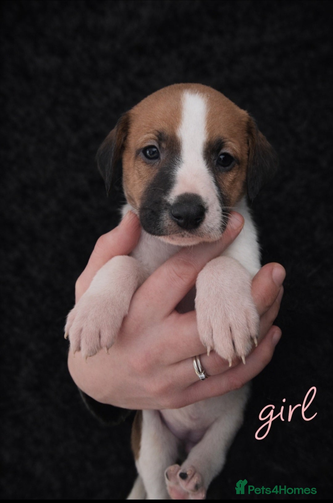 Mixed Breed dogs Whippet cross lurcher - Advert 4